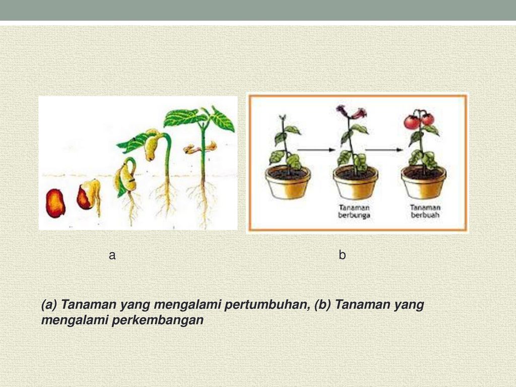Detail Gambar Pertumbuhan Tumbuhan Nomer 43