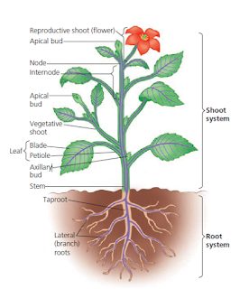 Detail Gambar Pertumbuhan Tumbuhan Nomer 47