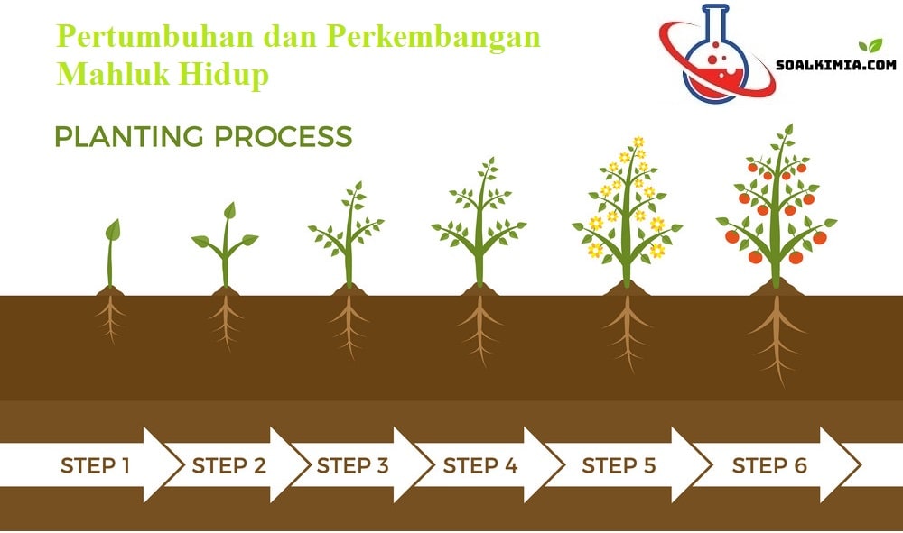 Detail Gambar Pertumbuhan Tumbuhan Nomer 49