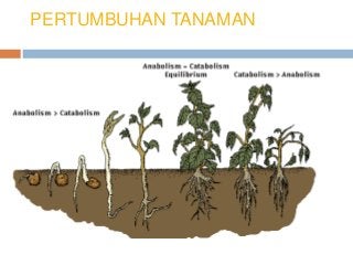 Detail Gambar Pertumbuhan Tumbuhan Nomer 50