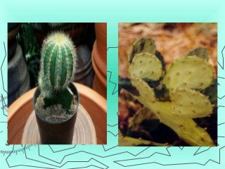 Detail Gambar Pertumbuhan Tunas Tanaman Biji Bijian Gambar Pertumbuhan Kaktus Nomer 40