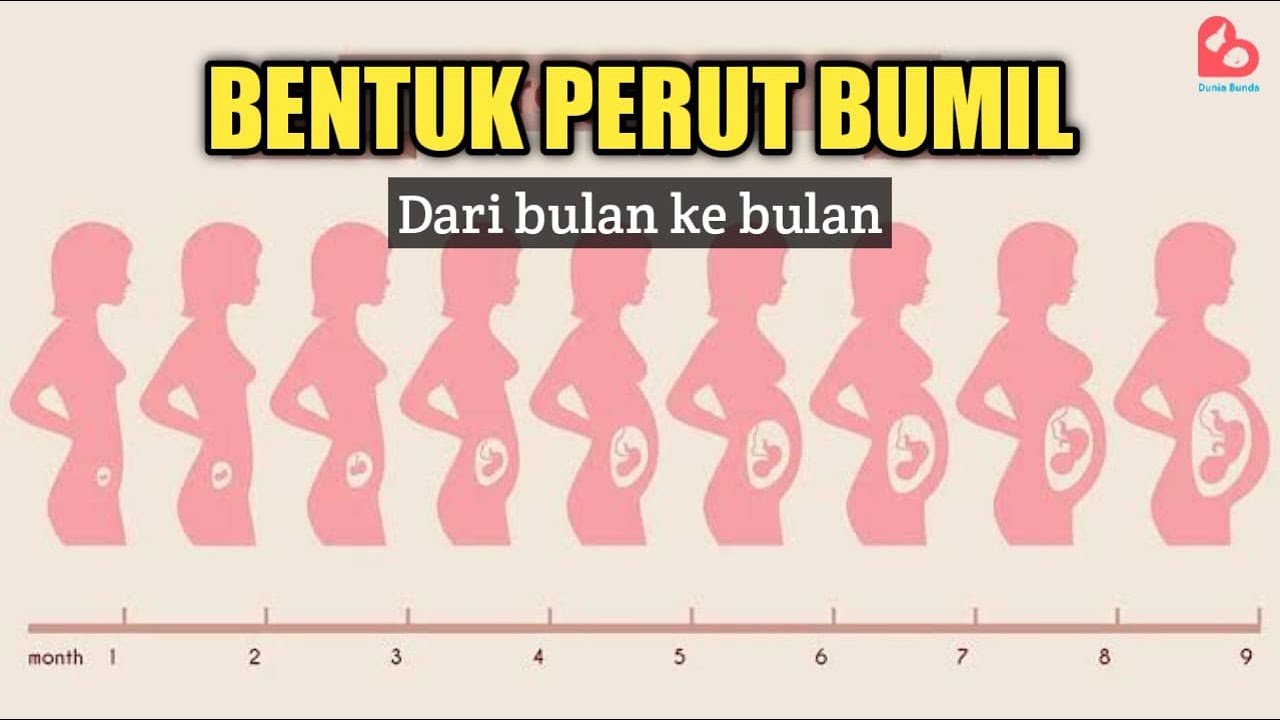 Detail Gambar Perut Hamil 2 Minggu Nomer 42