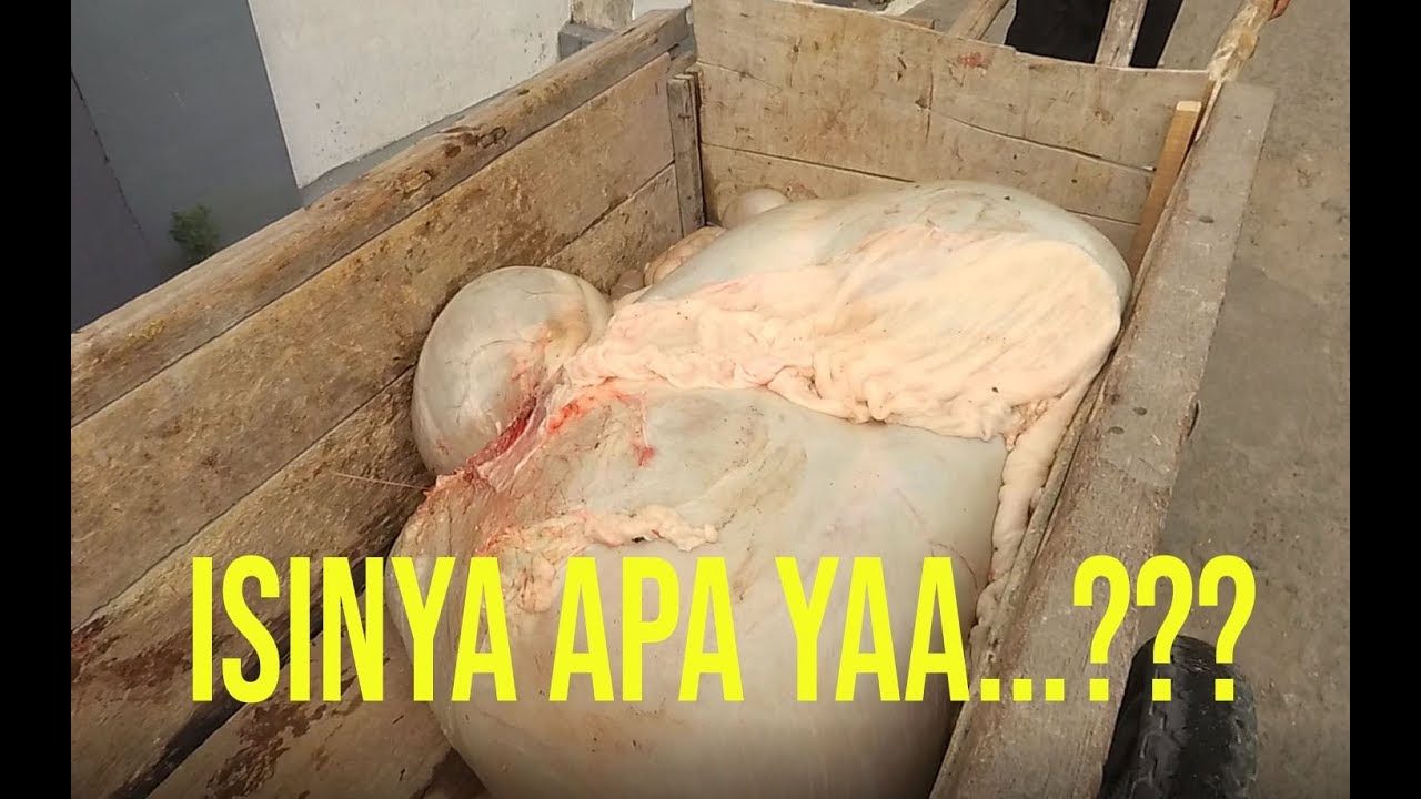 Detail Gambar Perut Sapi Nomer 18