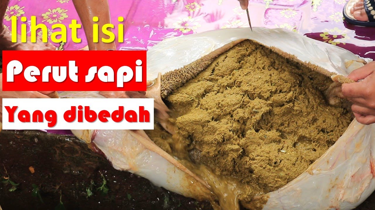 Detail Gambar Perut Sapi Nomer 21