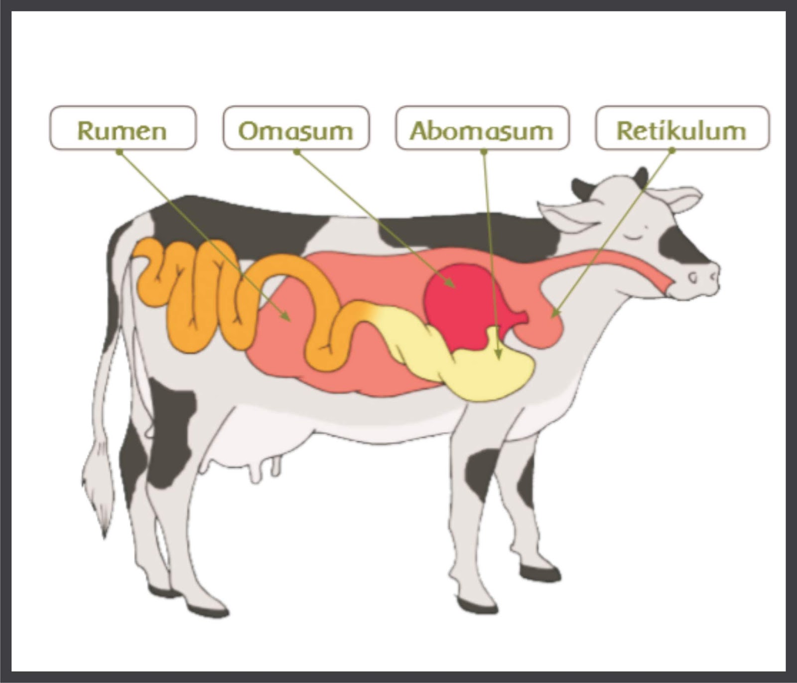 Detail Gambar Perut Sapi Nomer 3