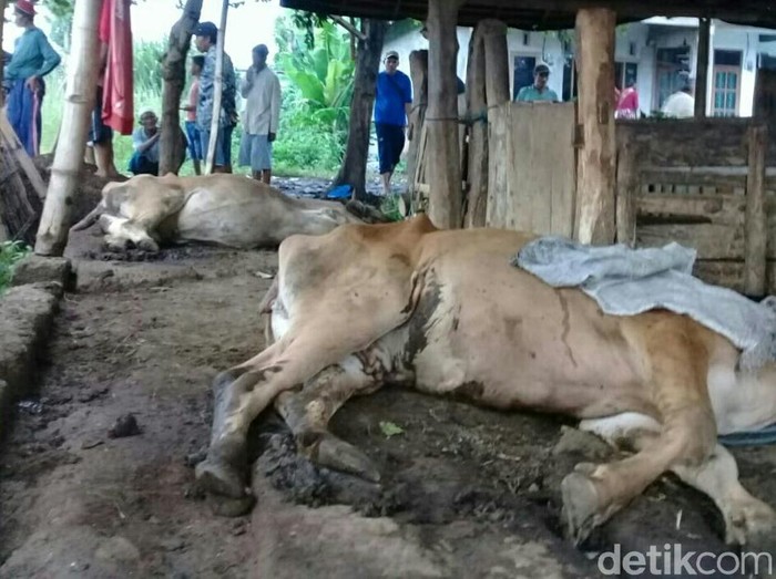 Detail Gambar Perut Sapi Nomer 29