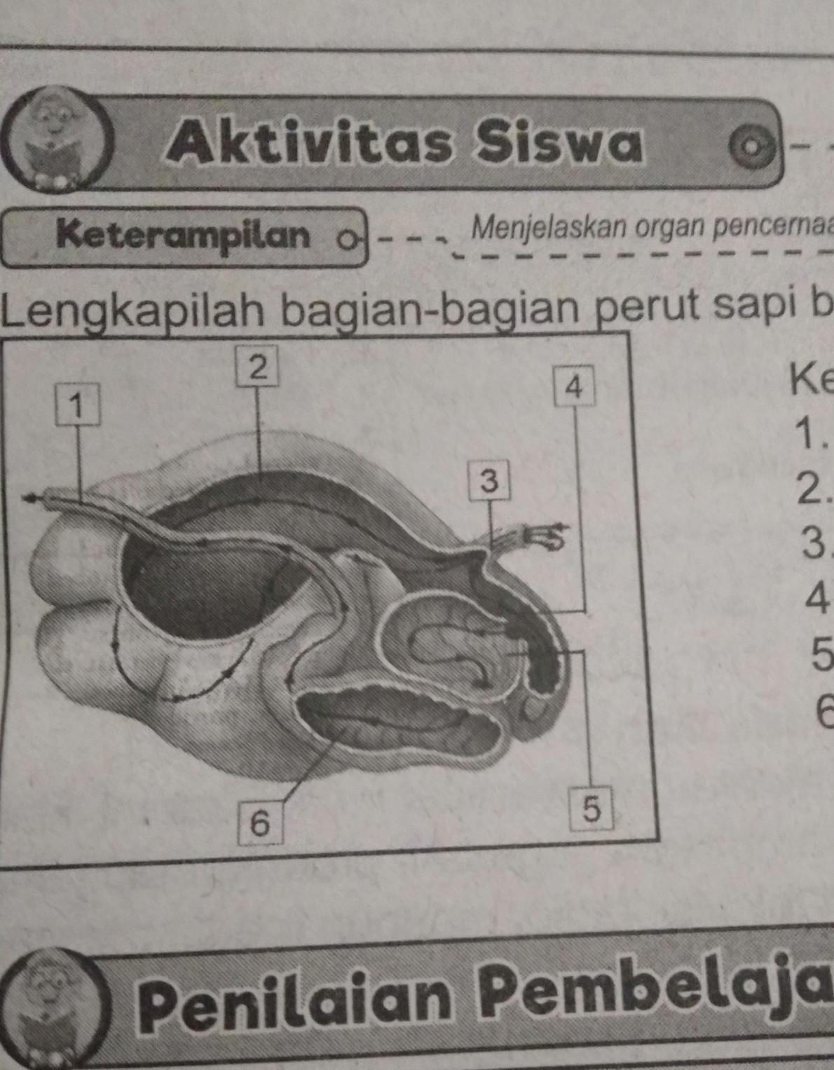 Detail Gambar Perut Sapi Nomer 32