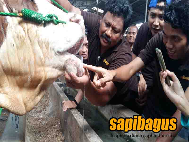 Detail Gambar Perut Sapi Nomer 41