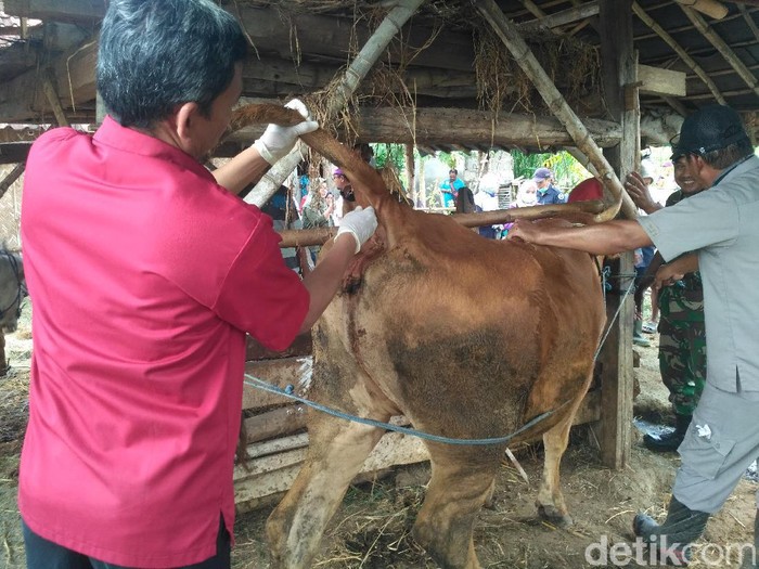 Detail Gambar Perut Sapi Nomer 44