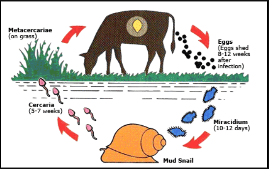 Detail Gambar Perut Sapi Nomer 54