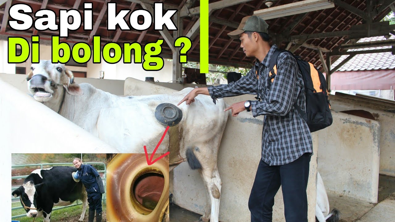 Detail Gambar Perut Sapi Nomer 6