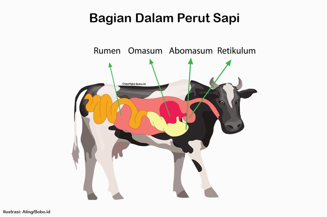 Detail Gambar Perut Sapi Nomer 8