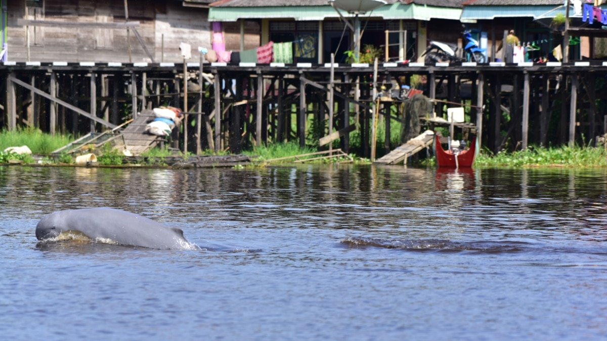 Detail Gambar Pesut Mahakam Nomer 46