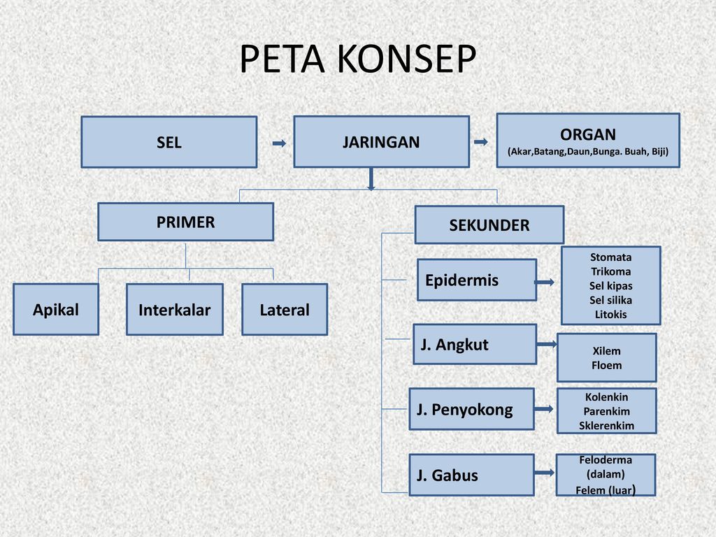 Detail Gambar Peta Konsep Tumbuhan Nomer 30