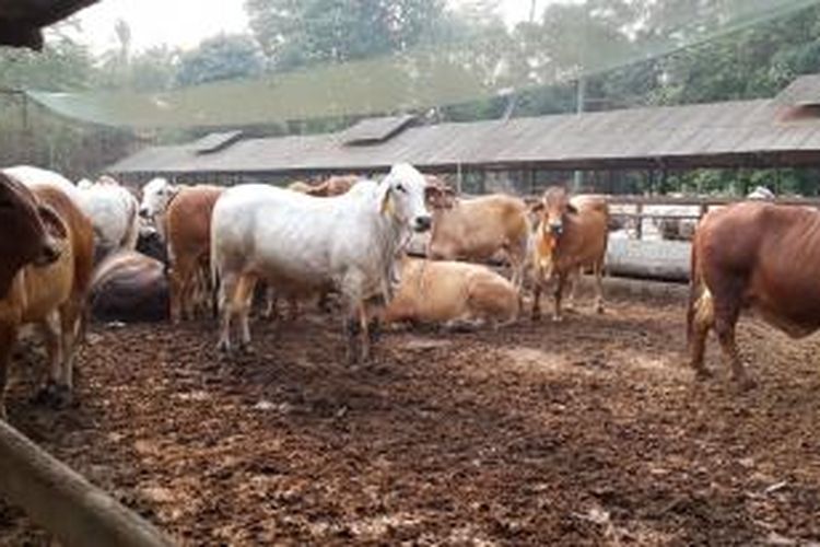 Detail Gambar Peta Lokasi Peternakan Di Indonesia Nomer 37