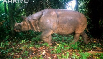 Detail Gambar Peta Tempat Badak Jawa Tinggal Nomer 47