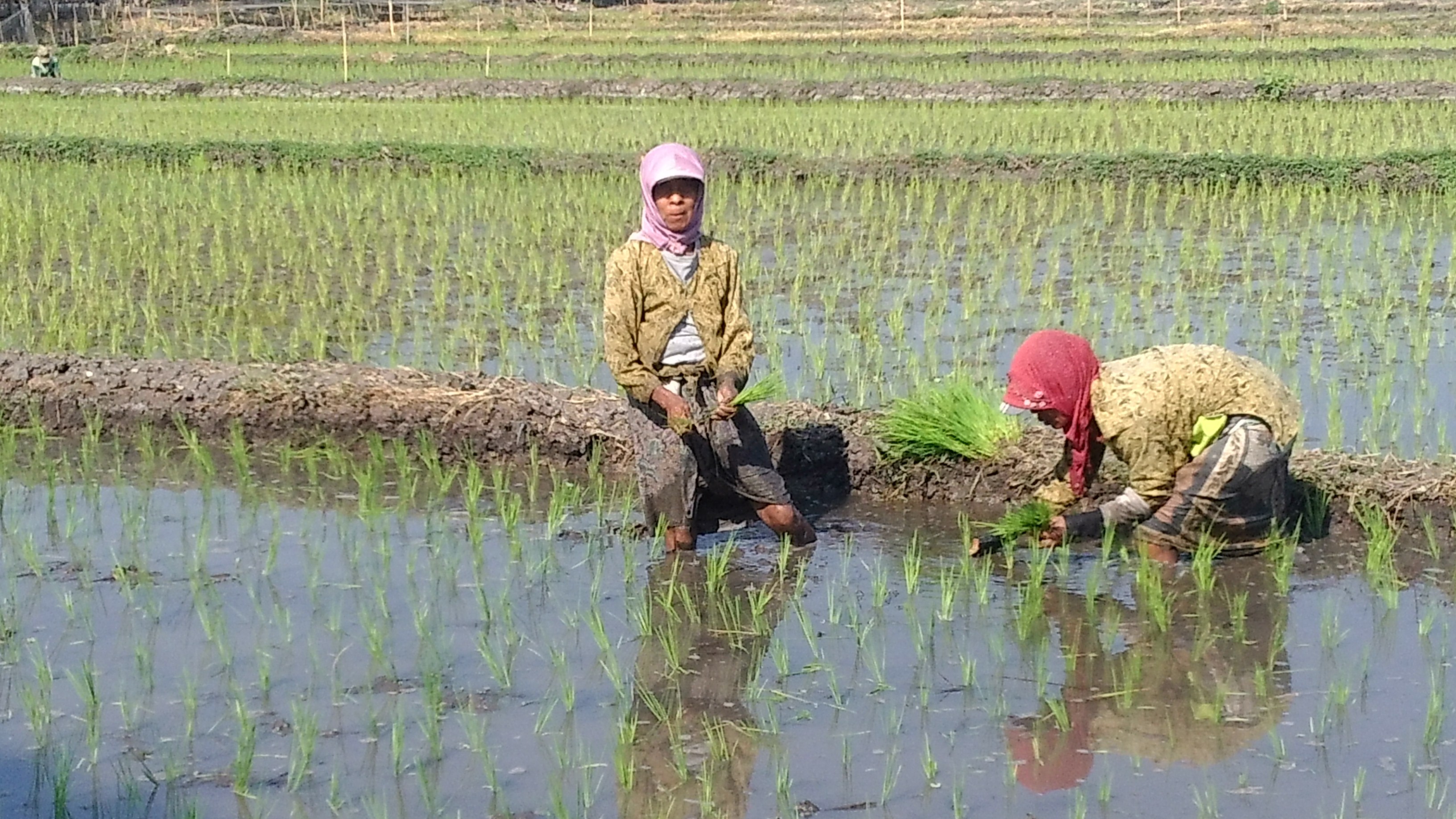 Gambar Petani Bercocok Tanam - KibrisPDR