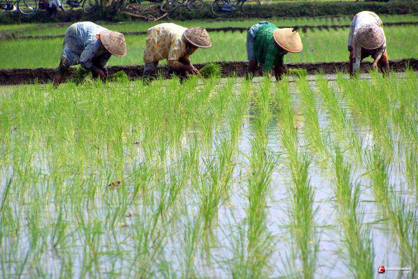 Detail Gambar Petani Bercocok Tanam Nomer 2