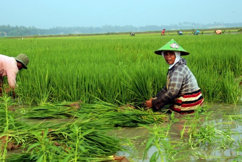 Detail Gambar Petani Bercocok Tanam Nomer 9