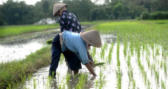 Detail Gambar Petani Bercocok Tanam Nomer 10