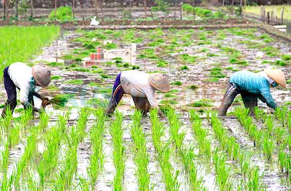 Detail Gambar Petani Bercocok Tanam Nomer 16