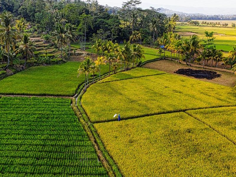 Detail Gambar Petani Bercocok Tanam Nomer 23