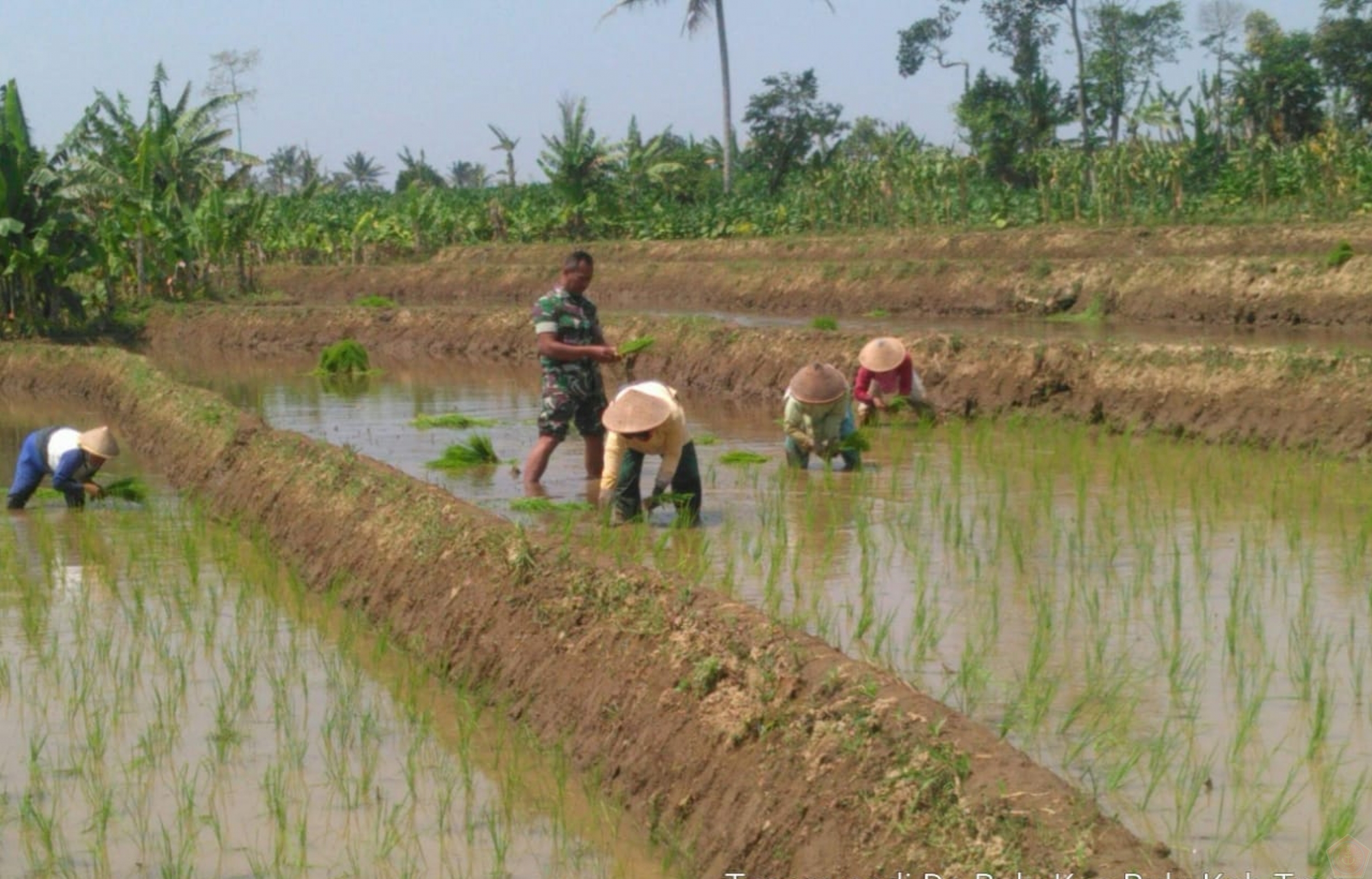 Detail Gambar Petani Bercocok Tanam Nomer 31