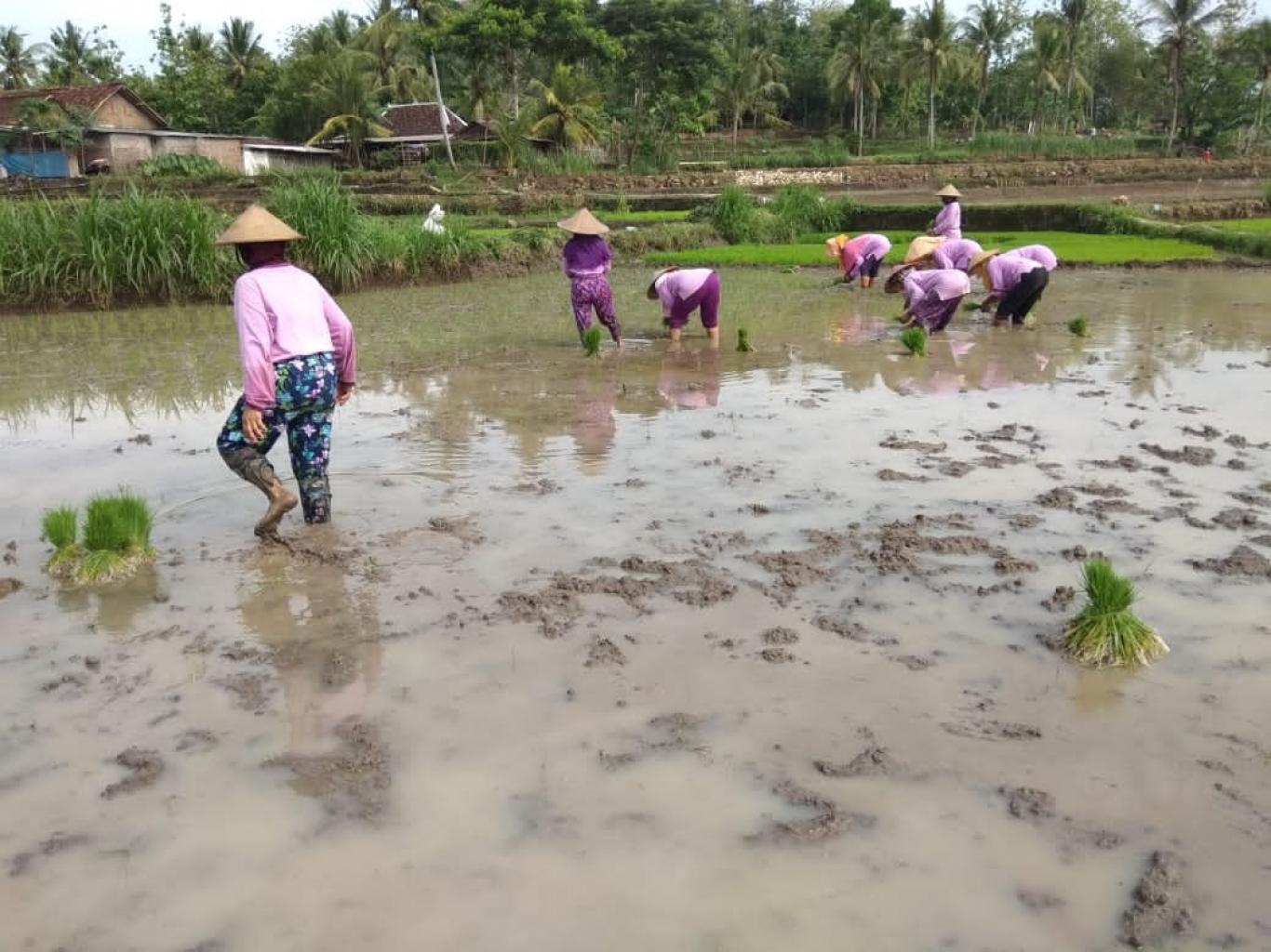 Detail Gambar Petani Bercocok Tanam Nomer 41