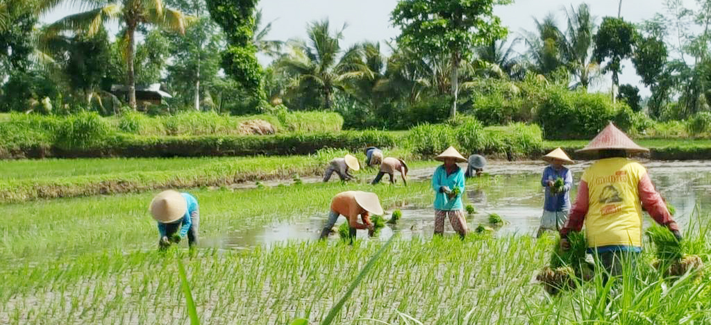 Detail Gambar Petani Bercocok Tanam Nomer 4