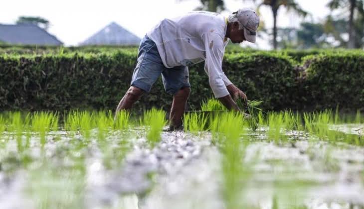 Detail Gambar Petani Bercocok Tanam Nomer 6