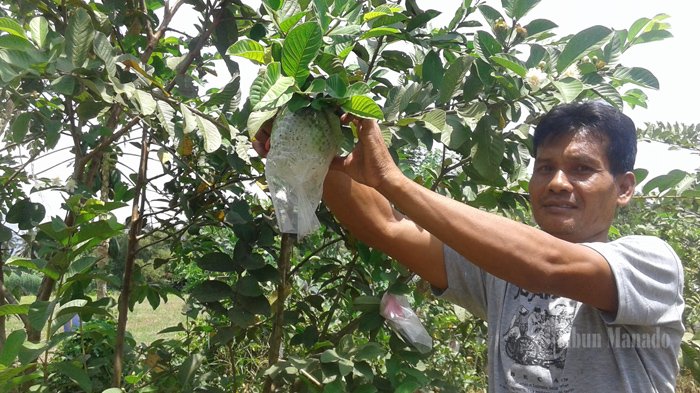 Detail Gambar Petani Buah Nomer 18