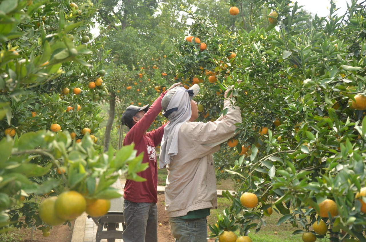 Detail Gambar Petani Buah Nomer 20