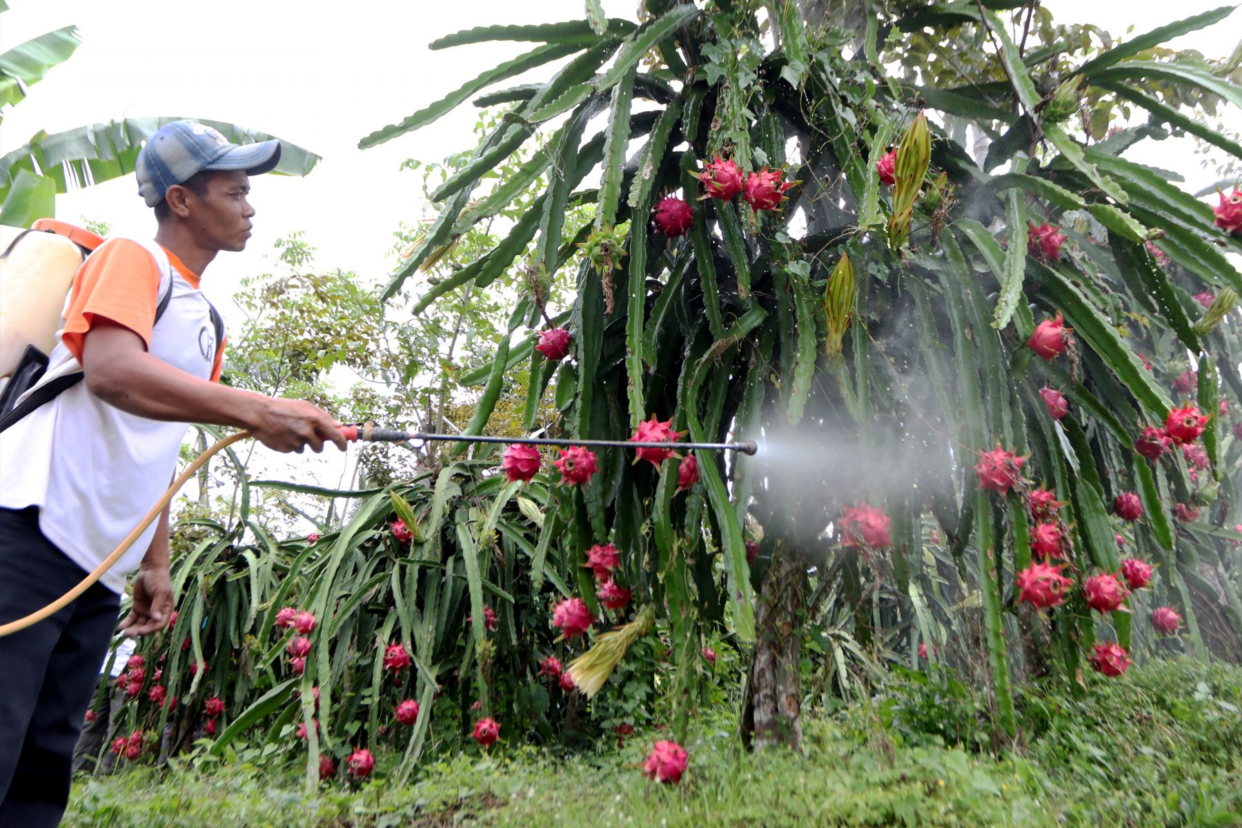 Detail Gambar Petani Buah Nomer 21