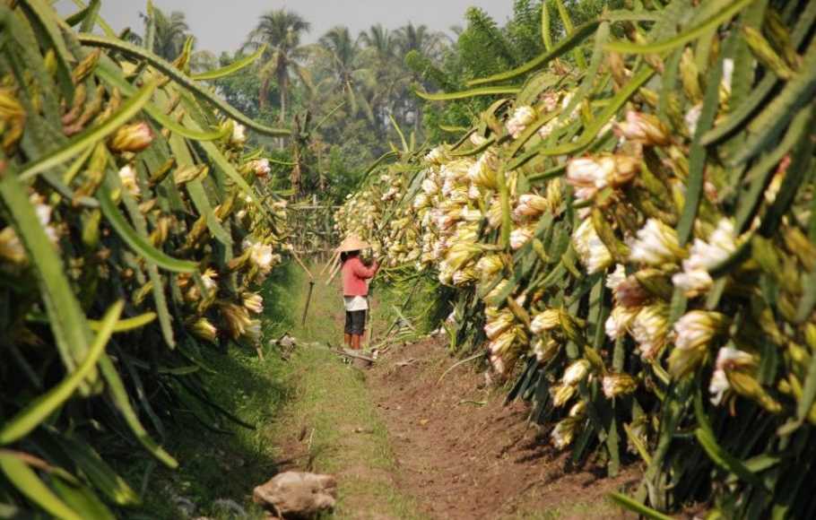 Detail Gambar Petani Buah Nomer 24