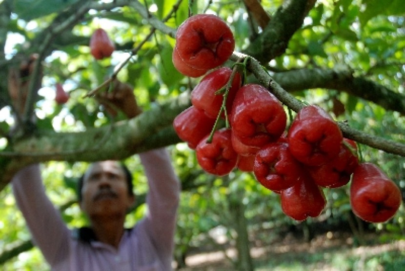 Detail Gambar Petani Buah Nomer 30