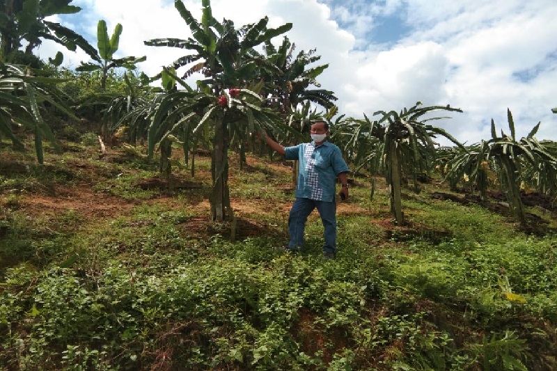 Detail Gambar Petani Buah Nomer 31