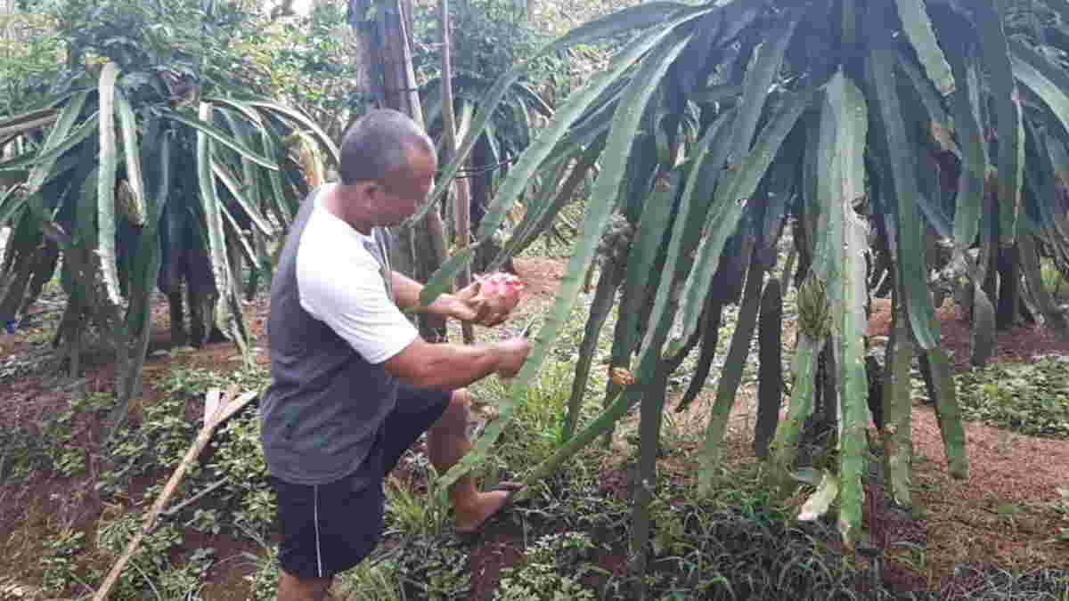 Detail Gambar Petani Buah Nomer 39