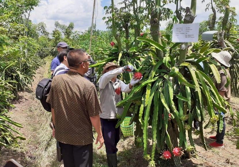 Detail Gambar Petani Buah Nomer 49