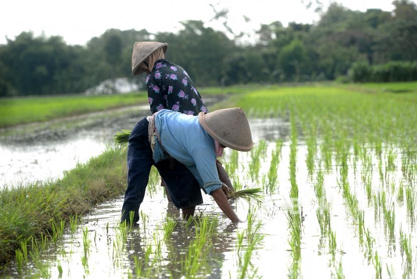 Detail Gambar Petani Dan Sawah Nomer 10