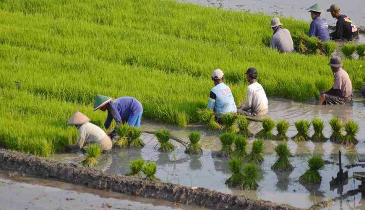 Detail Gambar Petani Dan Sawah Nomer 13