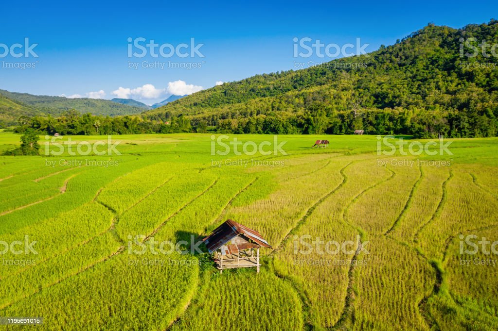 Detail Gambar Petani Dan Sawah Nomer 52