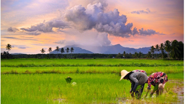 Detail Gambar Petani Di Sawah Nomer 15