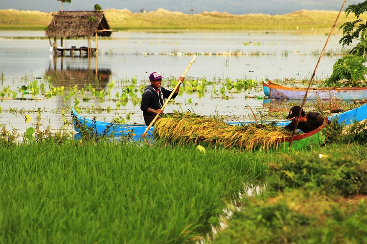 Detail Gambar Petani Di Sawah Nomer 30