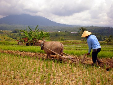 Detail Gambar Petani Di Sawah Nomer 36