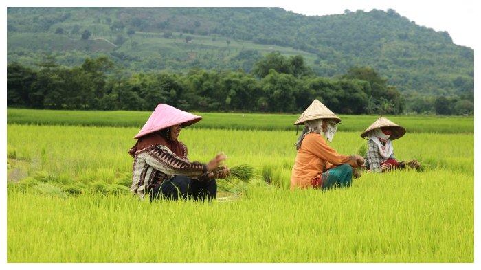 Detail Gambar Petani Di Sawah Nomer 41