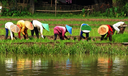 Detail Gambar Petani Di Sawah Nomer 50