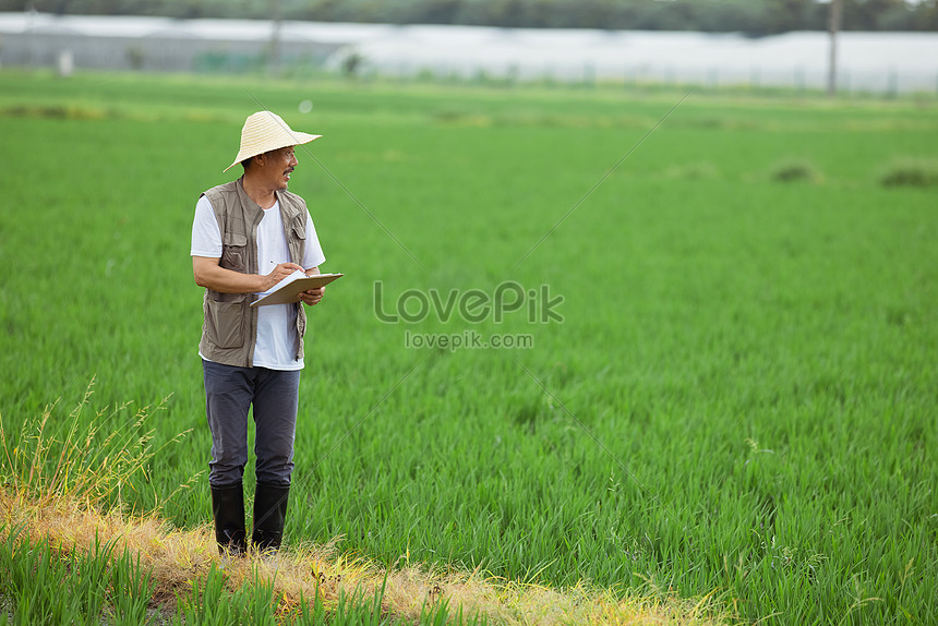 Detail Gambar Petani Di Sawah Nomer 51