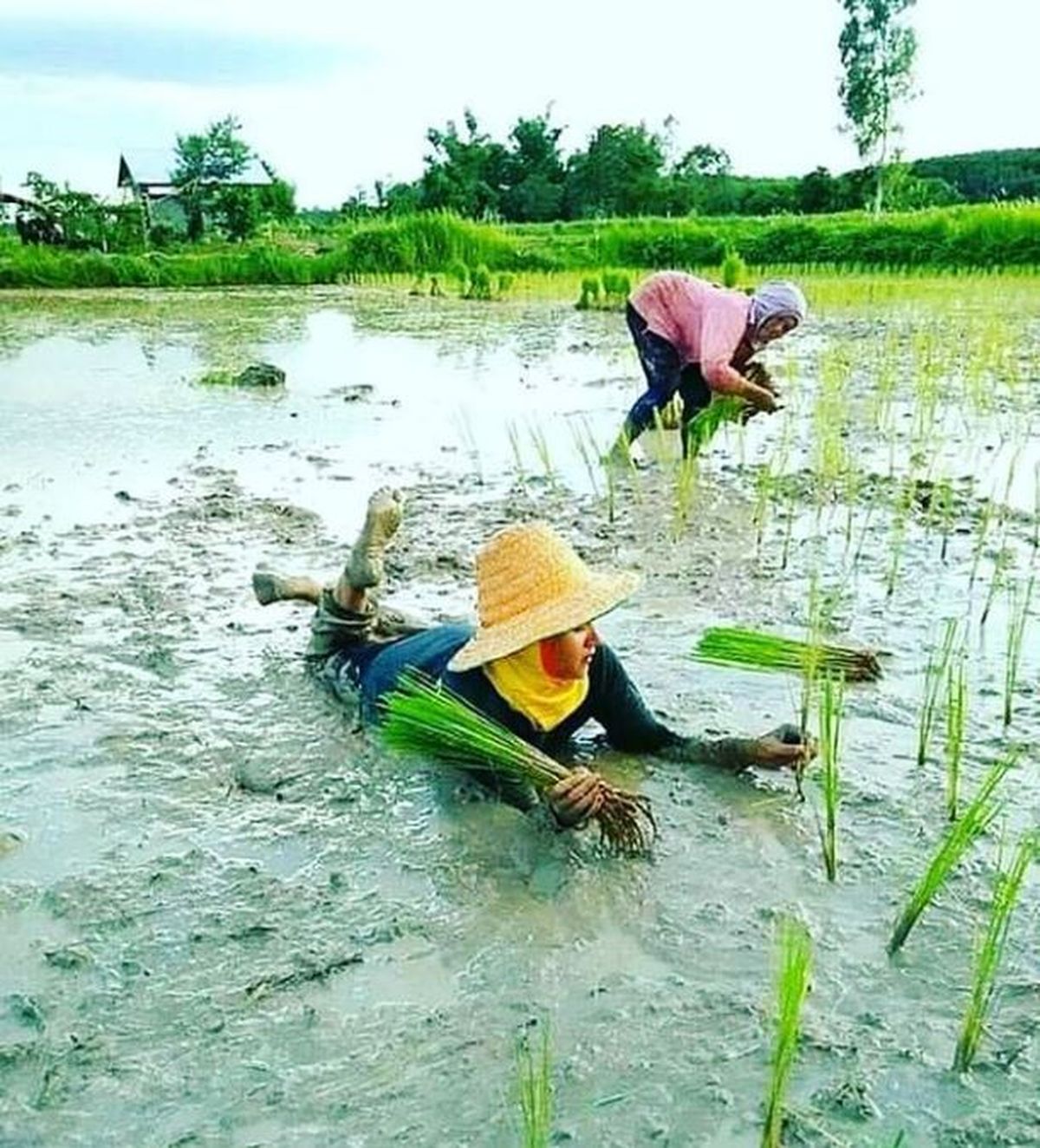 Detail Gambar Petani Lucu Nomer 3