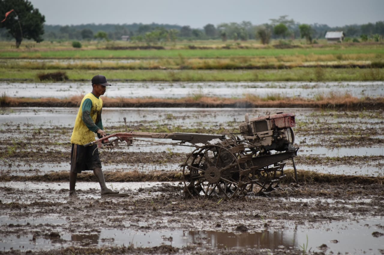 Detail Gambar Petani Membajak Sawah Nomer 19