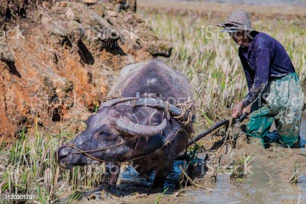 Detail Gambar Petani Membajak Sawah Nomer 26